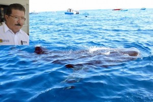 Exitosa temporada de avistamiento del tiburón ballena en aguas de Quintana Roo