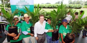 Entregan más de 300 mil plantas de palma de aceite en Chiapas