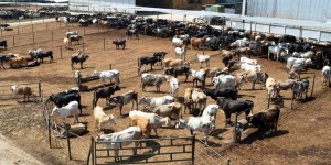 Mejoran en Veracruz procesos de producción en hatos ganaderos