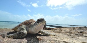 Gobierno de Isla Mujeres protege a la Tortuga Marina