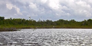 Fortalece la SEMA el Santuario del Manatí en Quintana Roo