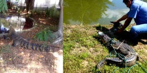 Rescata PROFEPA cinco cocodrilos de pantano en Tabasco