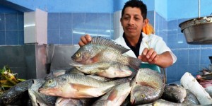 Veracruz, primer productor de ostión y tilapia del país