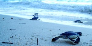 Suman más de 53 mil crías de Tortugas Marinas liberadas en Xcacel-Xcacelito