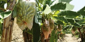 Veracruz se consolida como tercer productor de plátano del país
