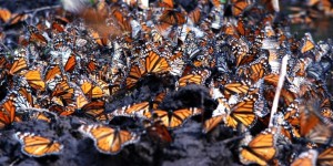 Inicia arribo de Mariposa Monarca
