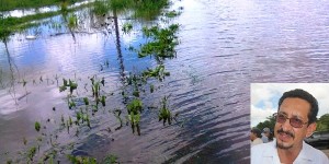 Activan seguros para 111 mil hectáreas por lluvias en Tabasco: SAGARPA