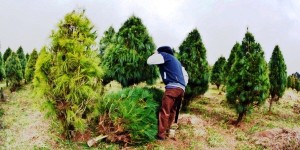 En Veracruz se producen 100 mil árboles de Navidad en plantaciones forestales comerciales