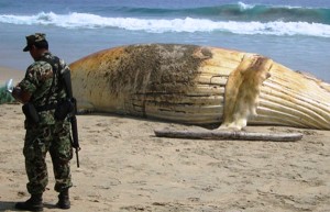 Aparece en costas de Oaxaca otra ballena jorobada muerta