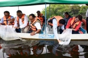 Liberan alevines de robalo producidos en la UJAT en cautiverio