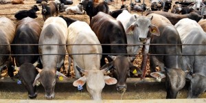 Se mantiene Veracruz como primer productor de carne de bovino