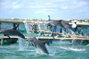Delfinario en Cancún se ampara por suspensión de PROFEPA
