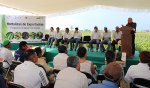 Sale de Chiapas primer embarque de tomate verde a Estados Unidos: SECAM