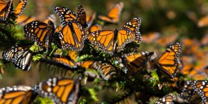 Mariposas Monarca resisten ante las bajas temperaturas