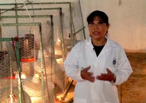 Desarrolla UJAT proyecto para mejorar carne de pollo