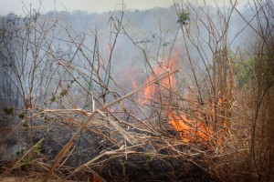 Incendios forestales en Holpechen Campeche