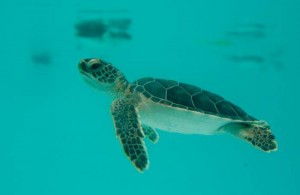 Protegen a la tortuga marina en Quintana Roo