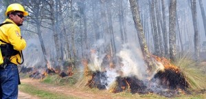 Conservar biodiversidad, la población debe implementar medidas contra incendios forestales