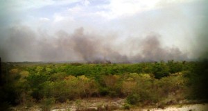 Incendio consumen 150 hectáreas en áreas natural protegida de Campeche