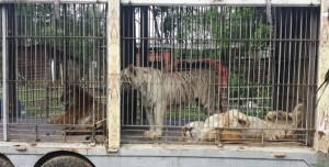 Asegura PROFEPA 15 grandes felinos por condiciones de maltrato al Africam Bio Zoo