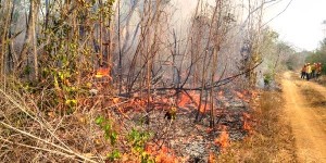 Se han registrado 22 incendios forestales en 7 municipios de Campeche