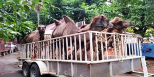Rescata PROFEPA en Yucatán 20 animales silvestres presuntamente propiedad de un circo