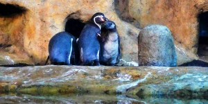El pingüino jarocho sale por primera vez de su nido
