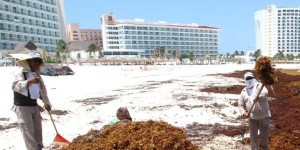 Gobierno de Cancún realiza trabajos diarios para el retiro de sargazo en playas