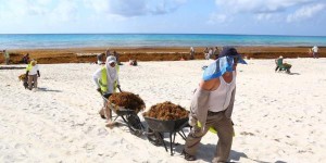 Con esfuerzo coordinado retiran sargazo de Playa Gaviotas en Cancún