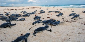 Gobierno de Cozumel protege a las Tortugas Marinas