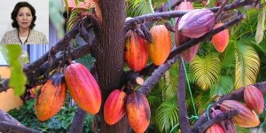 Realizarán en Monterrey segundo Festival del Cacao al Chocolate