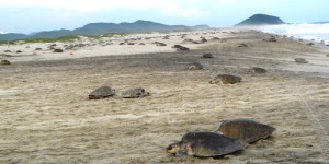 Registra PROFEPA II y III arribada de Tortuga Golfina a playas de Ayuta y Escobilla, Oaxaca