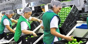 Se consolidan exportaciones de limón persa veracruzano a Corea del Sur