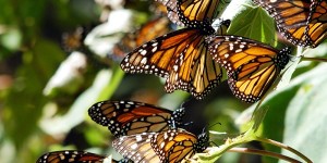 Alistan Santuarios para la temporada de hibernación de la Mariposa Monarca