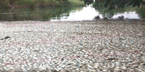 Miles de peces muertos en la laguna de las Ilusiones de Tabasco