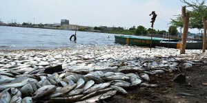 Inspecciona PROFEPA a empresas en Puerto Chiapas, ante mortandad de peces