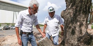 Rescatan en Yucatán árboles, donde será construida segunda etapa del CJOM