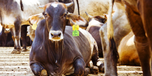 Veracruz, gran exportador de ganado de calidad