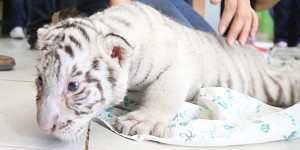Invita Ayuntamiento de Mérida a todos los niños ponerles nombre a los 4 tigres blancos