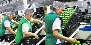 Veracruz, primer productor y exportador de cítricos en los últimos años