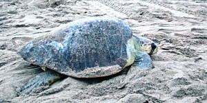 Protege PROFEPA a más de 2.5 millones de Tortugas Marinas en temporada de desazolve 2015
