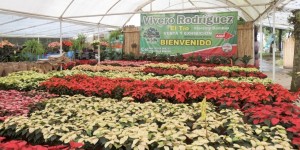 Inicia Expo Nochebuena en el Parque Doña Falla en Xalapa