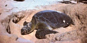 Liberaron más de 26 mil crías de Tortuga Marina en X’Cacel X’Cacelito