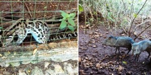 Asegura PROFEPA 6 ejemplares de vida silvestre en centro turístico de Yucatán