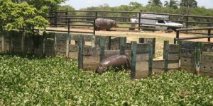Muere en el Yumká hipopótamo de paro respiratorio