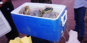 Operativo de PROFEPA detiene a persona por tráfico ilegal de Tortugas en Tabasco