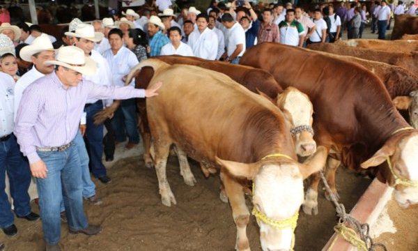 AMC feria ganadera candelaria 2016