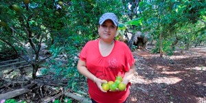 Fondo revolvente mejora calidad de vida de productores agropecuarios en Yucatán