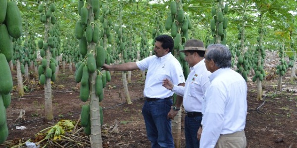 Conquista papaya maradol de Yucatan