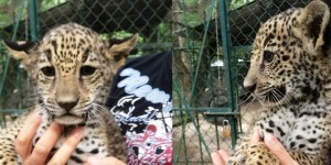 Informa PROFEPA nacimiento de dos Jaguares en Nayarit